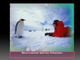 Биологи изучают животных Антарктиды
