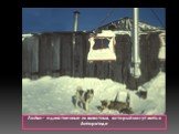Лайки – единственные из животных, который могут жить в Антарктиде