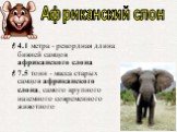 4.1 метра - рекордная длина бивней самцов африканского слона 7.5 тонн - масса старых самцов африканского слона, самого крупного наземного современного животного. Африканский слон