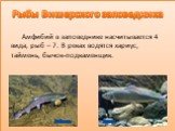 Амфибий в заповеднике насчитывается 4 вида, рыб – 7. В реках водятся хариус, таймень, бычок-подкаменщик. Рыбы Вишерского заповедника. Таймень Хариус