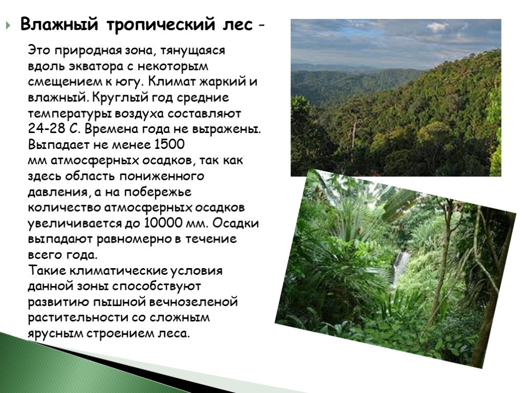 Влажные субтропические леса климат. Тропическая зона климат. Экваториальные и тропические леса. Тропические леса это природная зона. Влажные тропические леса.