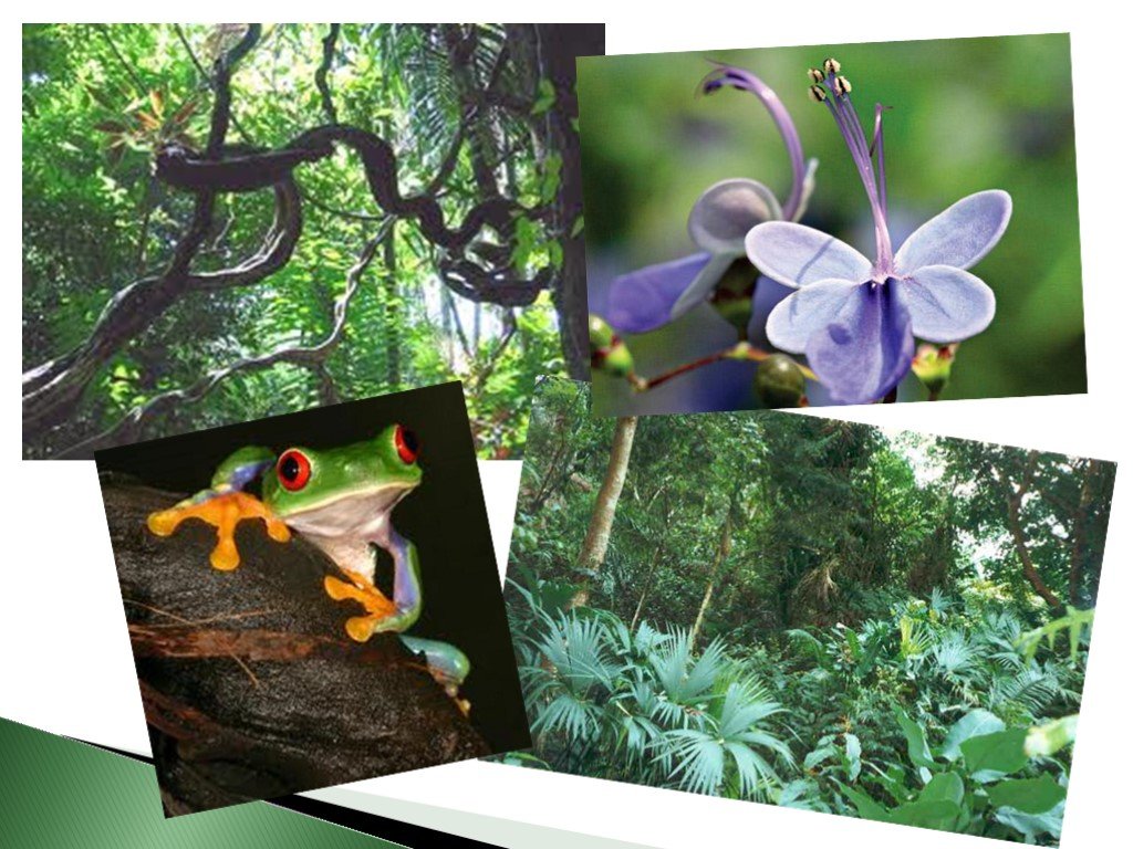 Растения и животные природной зоны экваториальные леса. Влажные экваториальные тропические леса растения. Обитатели переменно влажных лесов. Фауна влажных экваториальных лесов.