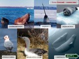 лаптевский морж морской заяц нарвал кит-белуха розовая чайка. краснозобая гагара