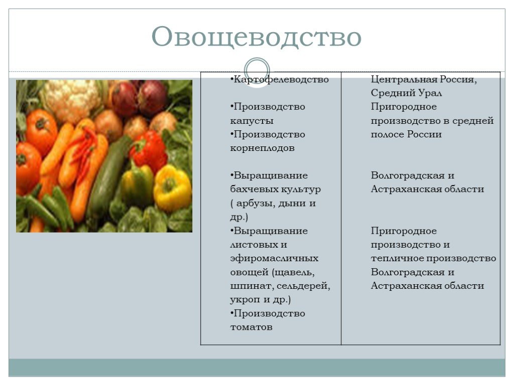 Отрасль овощеводства. Овощеводство. Отрасли овощеводства. Овощеводство в России таблица. Овощеводство и картофелеводство.
