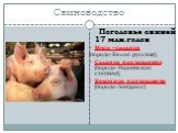 Свиноводство. Поголовье свиней 17 млн.голов Мясо –сальное (порода-Белая русская); Сальное направление (порода-Украинская степная); Беконное направление (порода-Ландрасс)