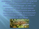Аквариум в Астрахани – это крупная городская экспозиция рыб, с легкостью сочетающая в себе как представителей экзотических пород, так и привычных для нас пресноводных рыб. Астраханский городской аквариум был открыт около 10 лет назад.