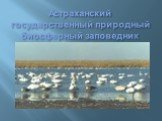 Астраханский государственный природный биосферный заповедник