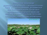 Уникальная природная достопримечательность – долина лотосов. Также эти цветы называют Астраханской или Каспийской розой. Гигантское пространство, покрытое зелеными листьями и нежно-розовыми бутонами, производит неизгладимое впечатление.