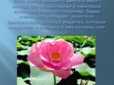 Фото самого большого цветка в мире – лотоса. Его обожествляют в некоторых восточных религиях. Например, Будда очень часто восседает на лотосе. Биологически активные вещества, которые содержатся в растение, очень полезны для здоровья.