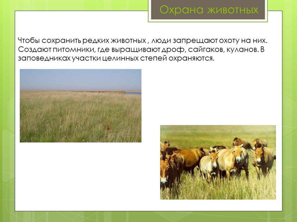 Какое значение степь имеет в жизни человека. Охрана зоны степей. Охрана природы зоны степей в России. Зона степей 4 класс окружающий мир охрана природы. Охрана степи в России.