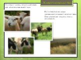 Животноводство. Степные травы хороший корм для домашних животных. В степной зоне люди занимаются животноводством. Они разводят коров, овец, лошадей.
