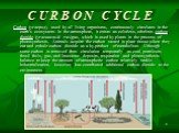C U R B O N C Y C L E. Carbon (углерод), used by all living organisms, continuously circulates in the earth’s ecosystem. In the atmosphere, it exists as colorless, odorless carbon dioxide (углекислый газ)gas, which is used by plants in the process of photosynthesis. Animals acquire the carbon stored