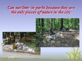 Can not litter in parks because they are the only pieces of nature in the city