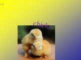 chicks These are