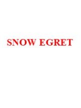 SNOW EGRET