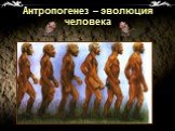 Антропогенез – эволюция человека