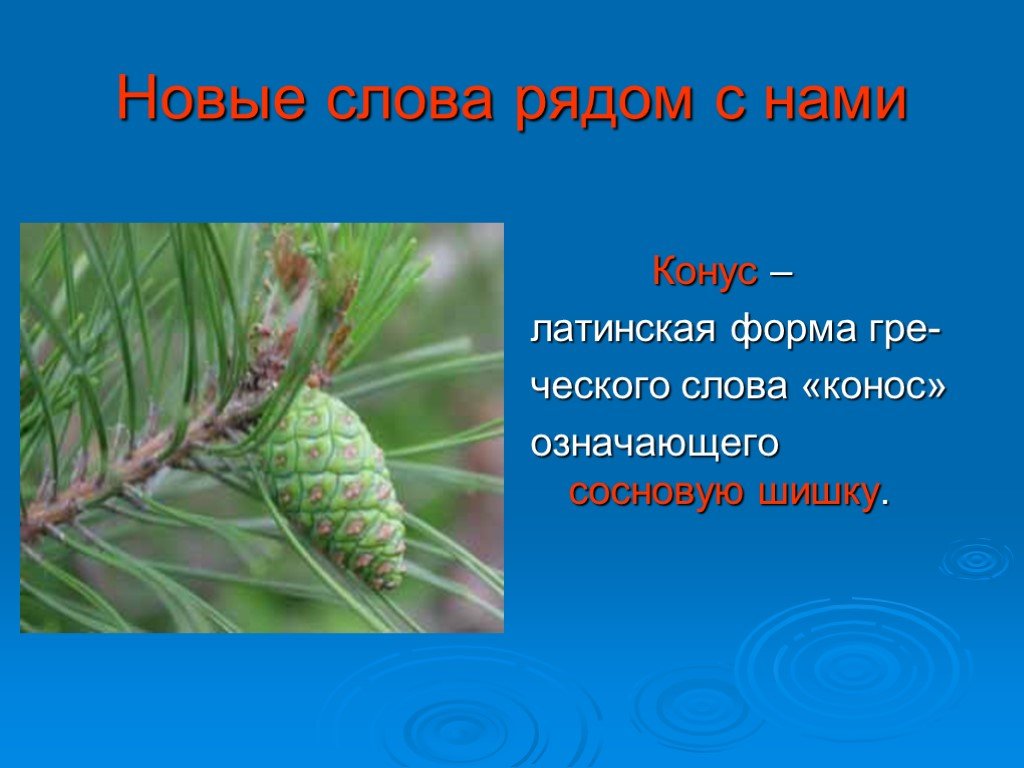 Слово вблизи. Конус от греческого слова «Конос» (Сосновая шишка).. Шишки хвойных деревьев раскрываются окружающий мир 2 класс.