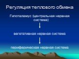 Гипоталамус (центральная нервная система) вегетативная нервная система периферическая нервная система