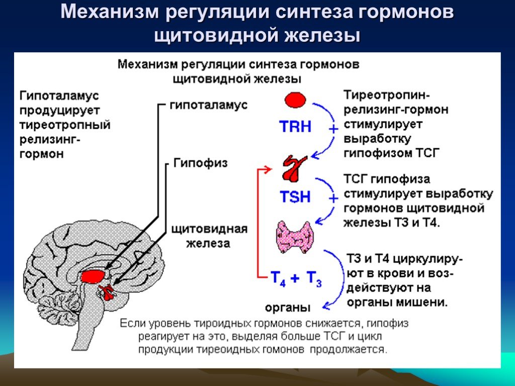 Какие железы вырабатывают тироксин. Механизм регуляции гормонов щитовидной железы. Механизм регуляции секреции гормонов щитовидной железы. Гипоталамус гипофиз щитовидная железа схема. Секреция гормонов щитовидной железы схема.