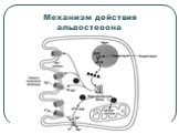 Механизм действия альдостерона