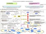 Схема многостадийного канцерогенеза
