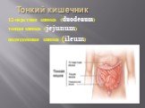 Тонкий кишечник. 12-перстная кишка (duodenum) тощая кишка (jejunum) подвздошная кишка (ileum)