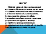 Шертер. Шертер - древний струнный щипковый инструмент. На шертере играли так же, как и на домбре. Но шертер был намного меньше и отличался более сильным звучанием. Внешне шертер напоминал кобыз. Настройка струн была связана с длинным устройством инструмента. Шертер употребляли преимущественно для со