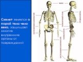 Скелет является опорой тела человека, защищает многие внутренние органы от повреждений