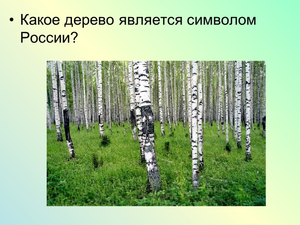 Леса россии тест 4 класс окружающий мир. Какие деревья являются символом России. Какое дерево считается символом России. Какое дерево символ России. Какое дерево является символом России 4 класс окружающий мир.