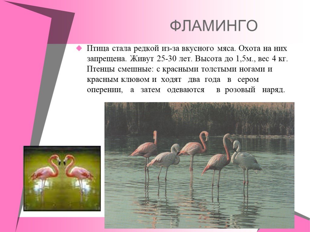 Фламинго сообщение. Фламинго описание. Фламинго краткое описание. Доклад про Фламинго. Краткий рассказ о Фламинго.