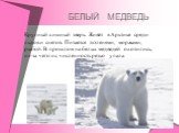 БЕЛЫЙ МЕДВЕДЬ. Крупный хищный зверь. Живёт в Арктике среди льдов и снегов. Питается тюленями, моржами, рыбой. В прошлом на белых медведей охотились, из-за чего их численность резко упала.