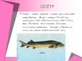 ОСЁТР. Осётр – самая древняя и самая крупная рыба озера Байкал. Живут осётры 50–60 лет, достигают 160–180 см длины и 100–130 кг веса. Питается моллюсками, бычками, личинками насекомых. Занесён в Красную книгу как редко встречающийся вид.