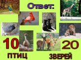 Ответ: 20 ЗВЕРЕЙ 10 ПТИЦ