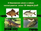 В башкирских реках и озёрах насчитывается около 50 видов рыб. карась лещ русский осетр стерлядь