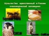 Шульган-Таш единственный в России пчеловодческий заповедник. бортевая пчела сапсан суслик - байбак
