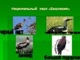 Национальный парк «Башкирия». черный аист. чернозобая гагара. змееяд большой подорлик
