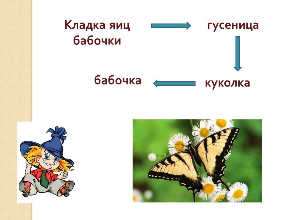 Яйцо гусеница куколка бабочка. Какое слово пропущено яйцо куколка бабочка. Какая есть природа на буквы.