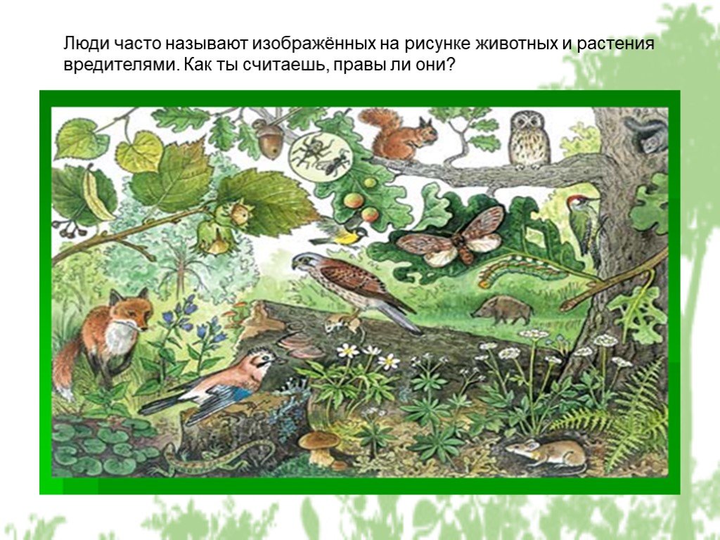 Совместная жизнь организмов в природном сообществе. Природное сообщество животные. Природное сообщество лес. Природные сообщества иллюстрации для дошкольников. Изображение природных сообществ.