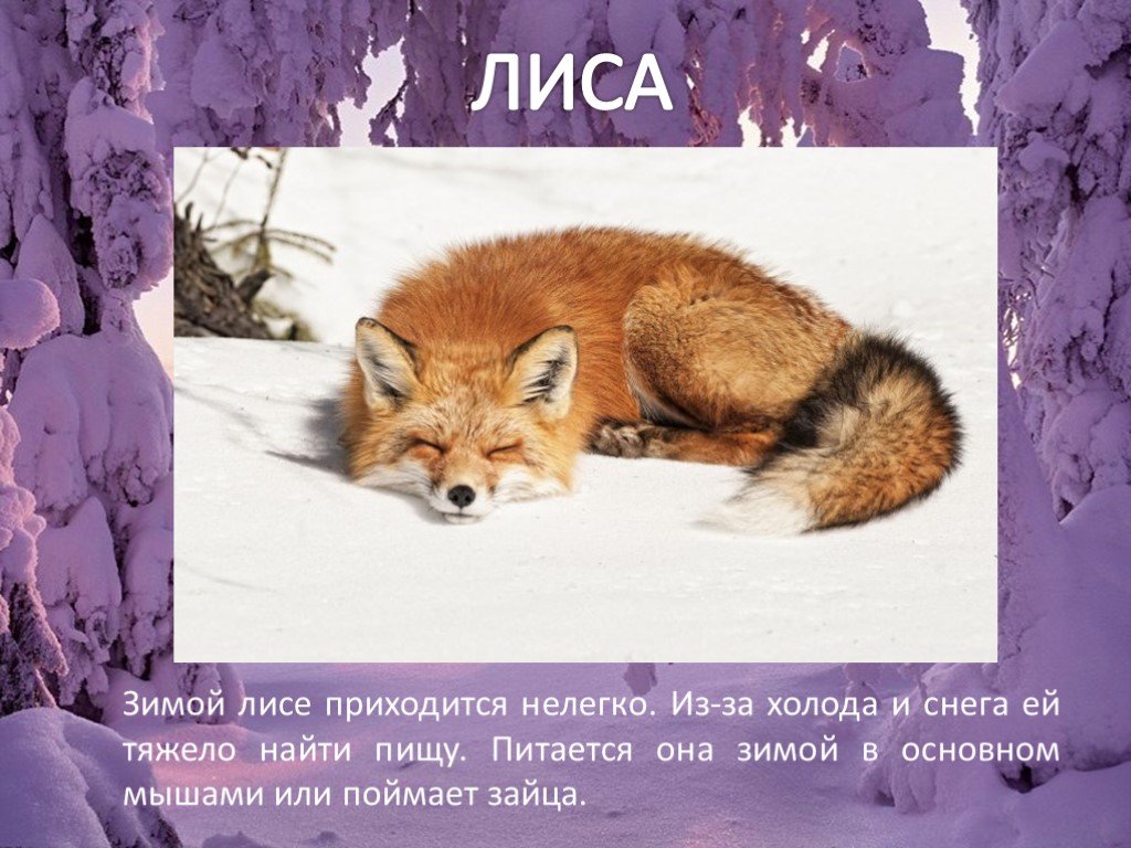 Лиса сообщение 2