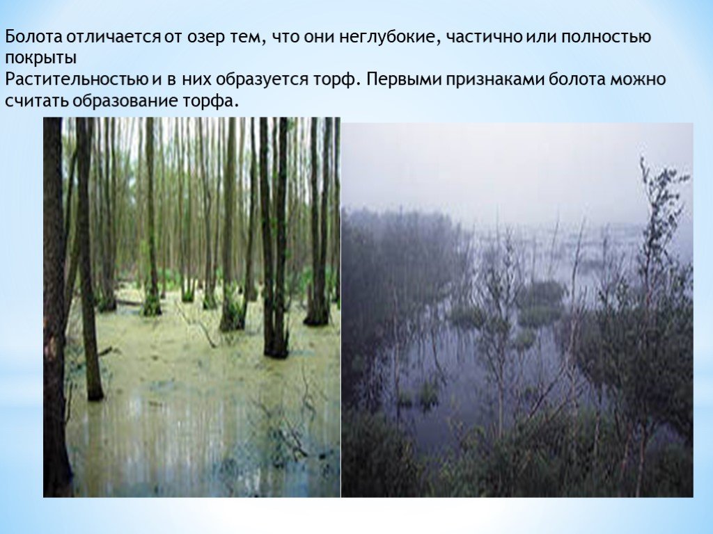 Различие рек и озер. Озеро болото. Трясина и болото отличия. Отличие озера от болота. Болота доклад.
