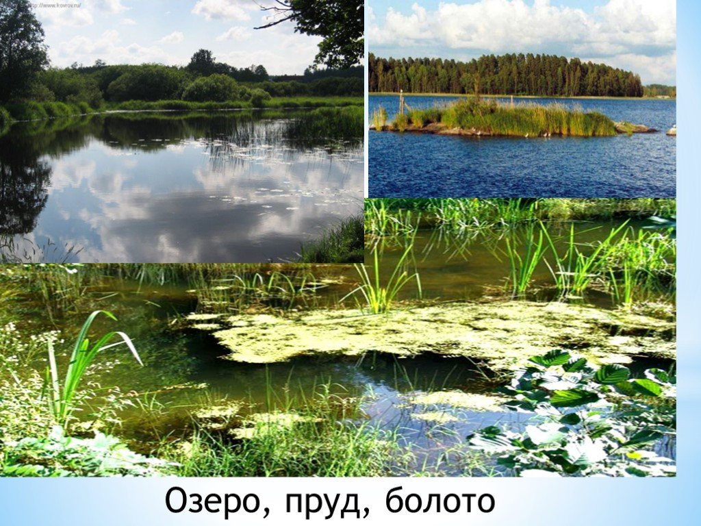 Растительное сообщество озеро. Пруд на болоте. Естественные водоемы. Заболоченный водоем. Озера и болота.