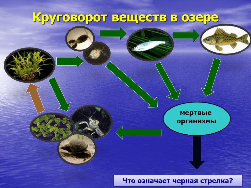 Цепи питания на озерах. Круговорот веществ в водоеме. Экосистема озера. Схема круговорота веществ в сообществе водоема. Схема круговорота веществ в водоеме.