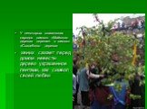 У некоторых славянских народов символ «Майского дерева» перешел в символ «Свадебного дерева» жених сажает перед домом невесты дерево украшенное лентами, как символ своей любви