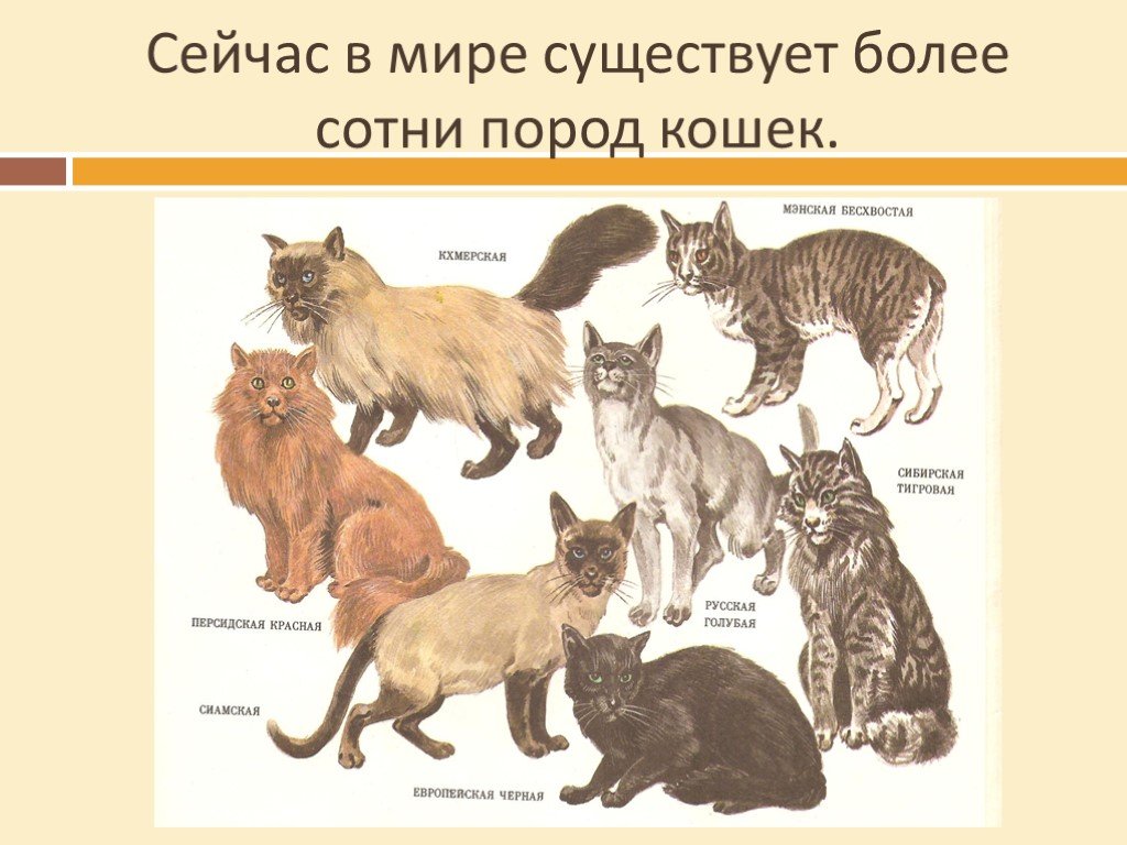 Домашние животные породы кошек