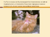 На Руси кошка не была предметом поклонения, но зато не подвергалась и гонениям. В русских народных сказках кошка чуть ли не самое смышлёное животное.