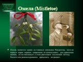 Омела (Mistletoe). Омела является одним из главных символов Рождества, хотя на первых порах церковь запрещала ее использовать для украшения жилищ, из-за связанных с этим растением языческих легенд. Вместо нее рекомендовалось применять остролист.