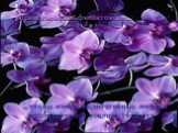 Прикосновение фиолетового... ...чтобы изменить негативные энергии в позитивные и усилить твой дух