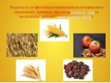 Рецепты в то время были ограничены использованием нескольких зерновых (кукуруза,пшеница, овес) и нескольких добавок (изюм, яблоки, орехи).