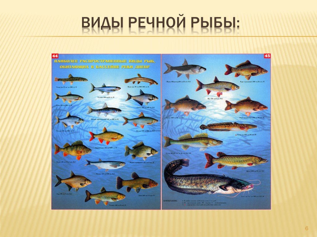 Пресноводные рыбы живут. Речные рыбы. Виды пресноводных рыб. Речные и озерные рыбы средней полосы России. Виды речных рыб.