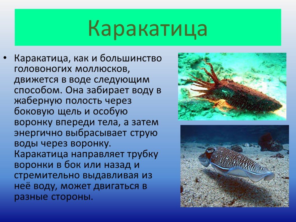 Какой тип питания характерен для каракатицы лекарственной. Движение каракатицы реактивное движение. Головоногие моллюски каракатица. Реактивное движение в природе. Каракатица информация.